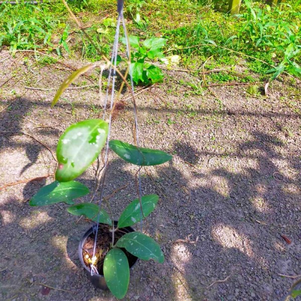 Hoya Rintzii